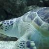 Turtle at the Tower Aquarium in Blackpool.