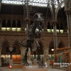 One of my favorite pictures of the University Museum of Natural History.