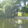 Weeping Willow on the Cam. Cambridge. September 2005
