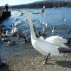 Ambleside,Waterhead pier, The Lake District, Cumbria.