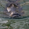 sealion - taken with canon eos300d.