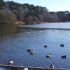 Osborne's Pond, Shipley Country Park, Heanor, Derbyshire in winter