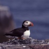Farne Island - watching breeding Puffins in spring. The nation's favourite bird, for sure.