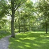 Woodland path in Marple