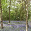 Bluebell woods at Hanbury Hall in Droitwich, Worcestershire