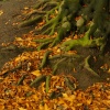 Tree by the River Ribble: Preston, Lancashire