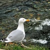 Boscastle, Cornwall
