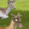Fallow deer at Dunham Massey