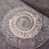Ammonite fossil on the beach at Lyme Regis, Dorset.