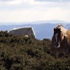 Wild horses on Hergest Ridge, Kington, Herefordshire.