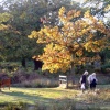 Bradgate Park in Leicestershire