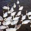 The River Thames foreshore at New Tavern Fort, Gravesend, is the home of about 40 swans.