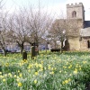 St. Oswalds Church, Sowerby, North Yorkshire with daffodils in full bloom.