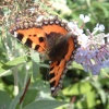 Butterfly: Warminster Park