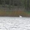 Draycote Water in April