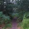 Excellent jogging trail on Helsby Hill