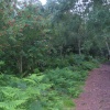 Trail on Helsby Hill.