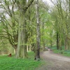 Woodland walk at Shipley Hill, Shipley Country Park, Derbyshire