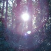 Summer scene Southampton Common, Southampton, Hampshire - Taken 2004