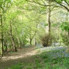 Bluebells in the woodland off The Field at Shipley, Shipley Country Park, Derbyshire