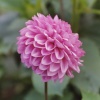 Flora, Upton Country Park, Poole