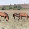 Wild Ponies, New Forest, Hampshire