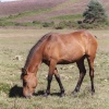 Wild Pony, New Forest, Hampshire