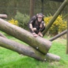 Monkey World Ape Rescue Centre in Wareham, Dorset
