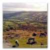 Dartmoor Ponies, Bonehill Rocks, Widecombe-on-the-moor, Dartmoor, County Devon, England