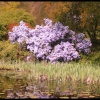Garden in Stourhead, Wiltshire - 