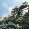 Flowers in Stourhead Garden