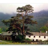 The Big Tree, Buttermere, Lake District, County Cumbria, England