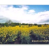Rapeseed Field, Beer. County Devon, England