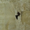 A bat on the wall of a tower in Bodiam Castle, E. Sussex.