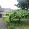 A picture of Dalwood