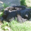 A gorilla seeking shade on a hot day at Jersey Zoo, Jersey