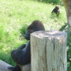 A picture of Jersey Zoo