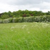 Looking towards Shipley Hill from a meadow in Spring, Shipley Country Park, Derbyshire