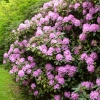 Shipley Hill is famous for its rhododendron bushes; Shipley Country Park, Derbyshire