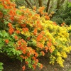 A picture of Shipley Country Park
