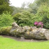 A fallen tree in the former Hall Gardens, Shipley Country Park, Derbyshire
