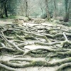 Tree roots, Aysgarth Falls, North Yorkshire