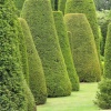 Packwood House, Warwickshire. The Yew Garden, often said to represent the Sermon on the Mount