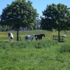 The horses of West Common, Lincoln.