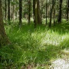 Hartshill Hayes Country Park, Nr Atherstone, North Warwickshire.
