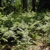 Hartshill Hayes Country Park, Nr Atherstone, North Warwickshire.