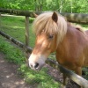 Dartmoor pony at Becky Falls, Bovey Tracey, Dartmoor