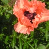 Poppy in my garden, Bicester, Oxon, flowered today! (08/06/06)