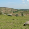 A view of the Quantock hills in Somerset
