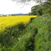 A picture of Cutnall Green